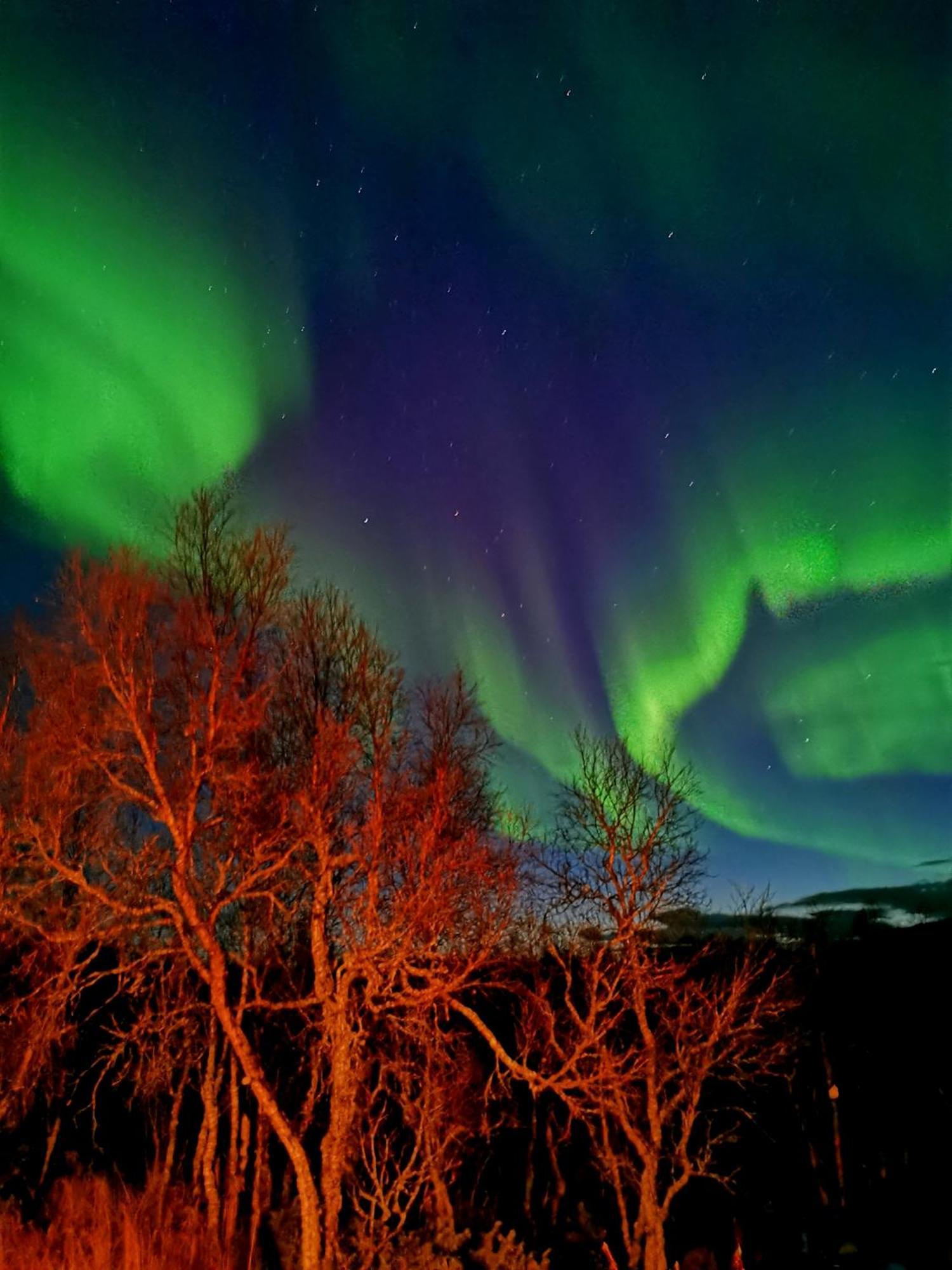 Trivelig Hytte I Senja. Extérieur photo